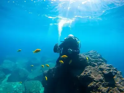 Underwater view of Lake Constance with colorful fish.