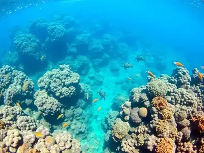 Underwater view of colorful coral and tropical fish.