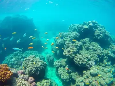 Underwater scene in the Gulf of Naples with colorful fish.